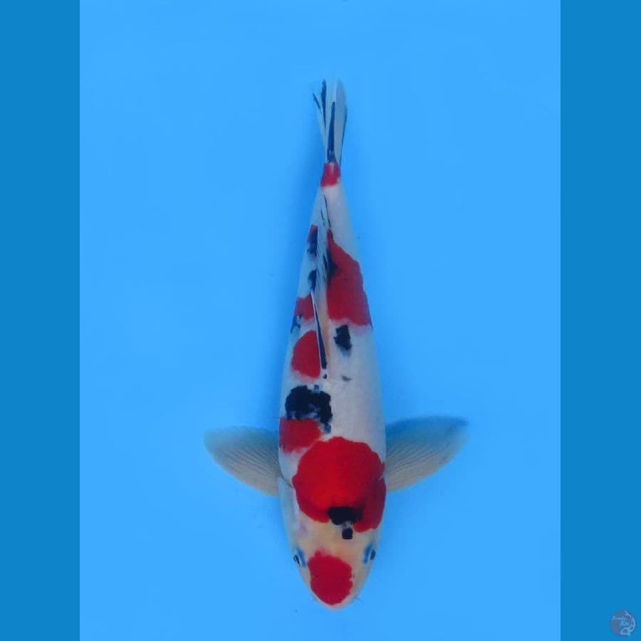 Red Sanke