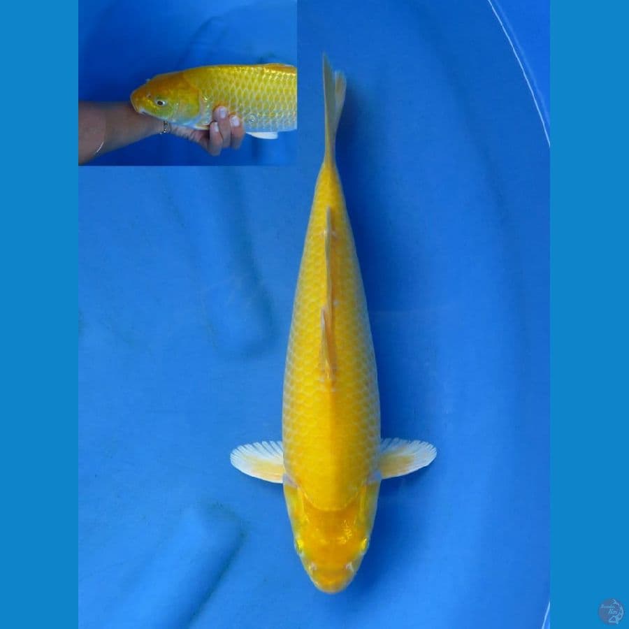 Lemon Red eye