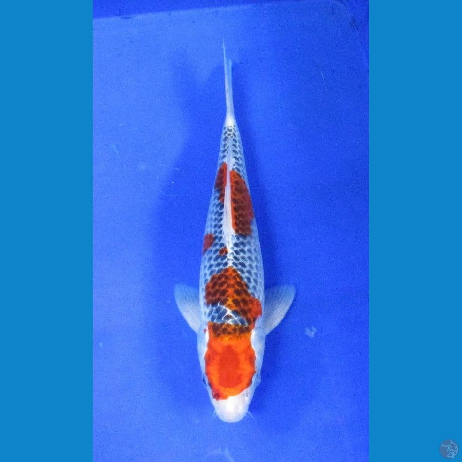 goshiki ±32cm