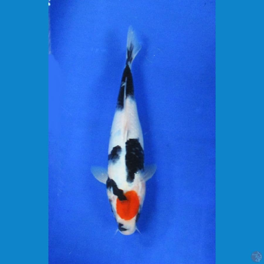 tancho ±32cm