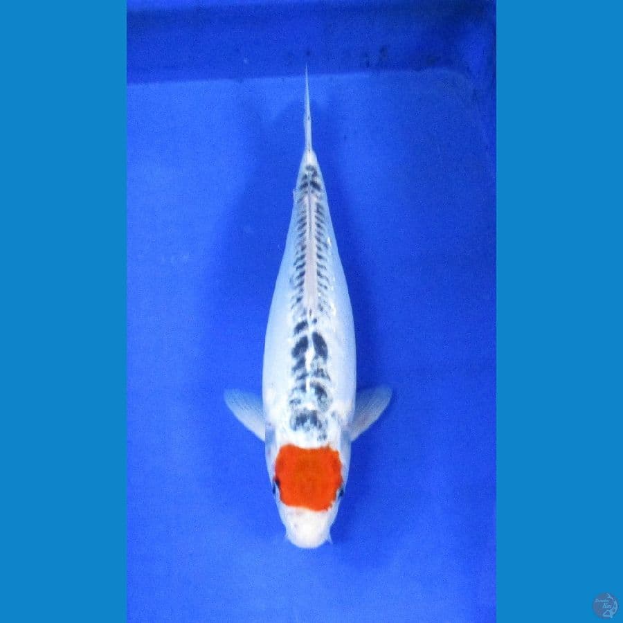 tancho ±40cm