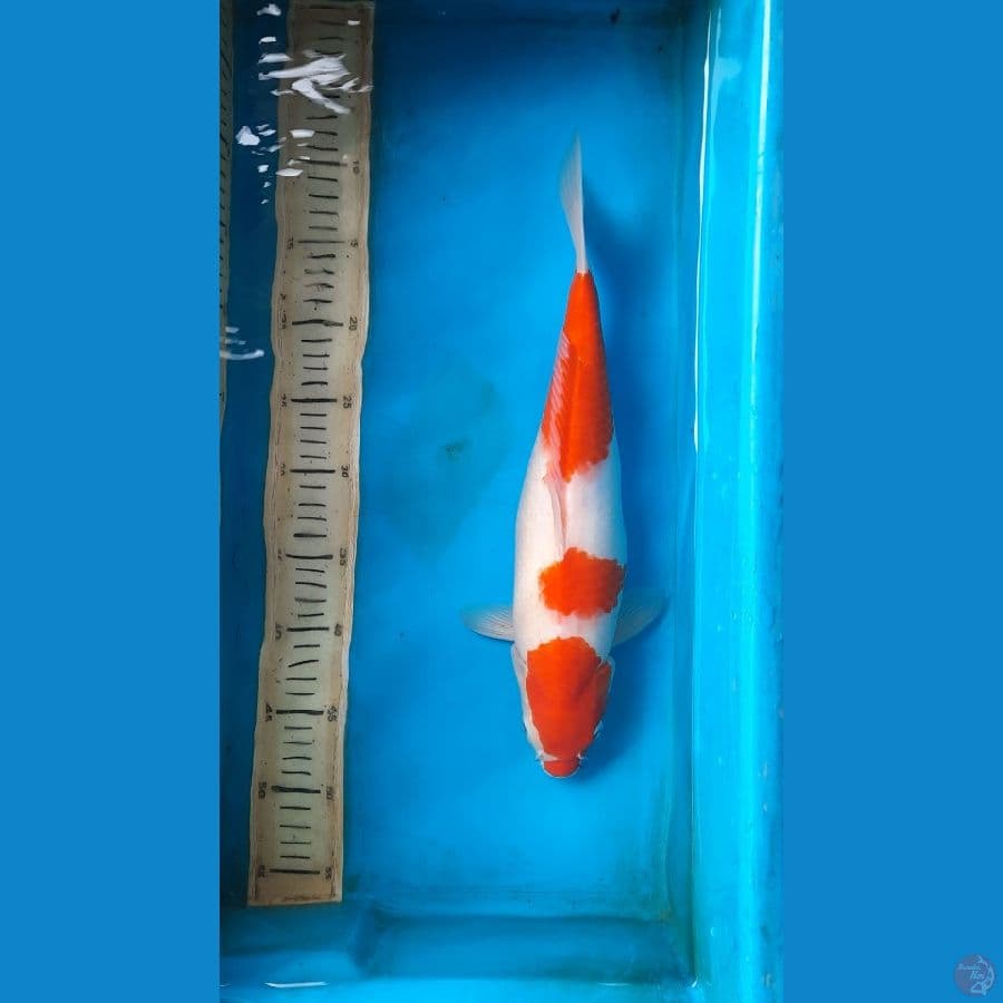 kohaku