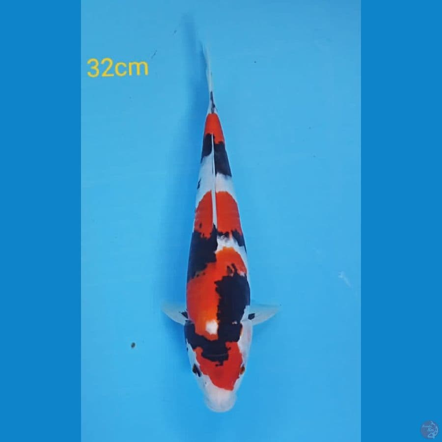 showa sq 32cm