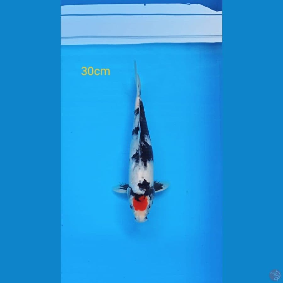 Tancho showa 30cm