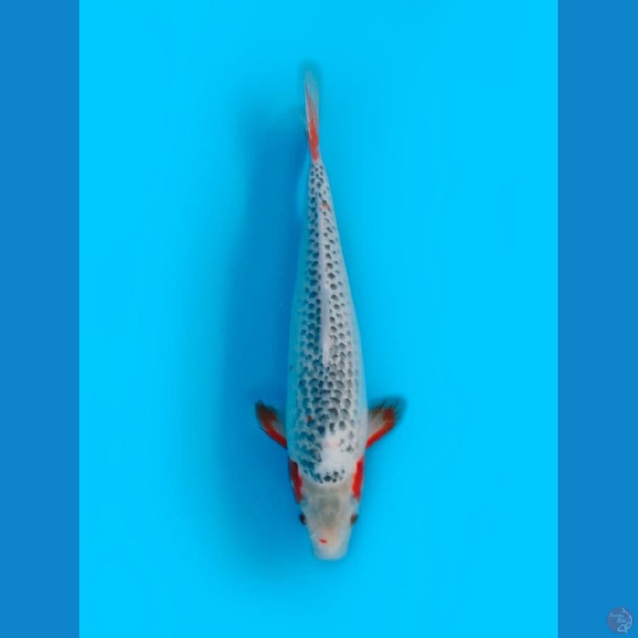Asagi Female 40cm