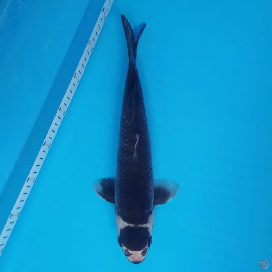 Tancho kawarimono 35cm