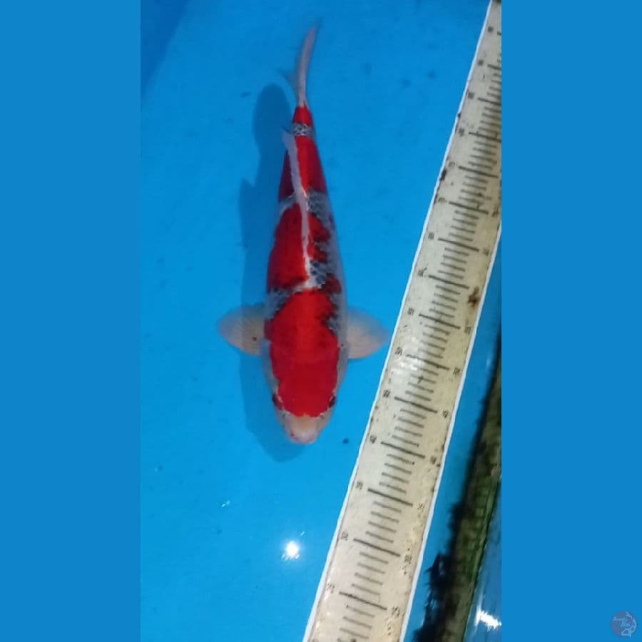 Goshiki 47cm male