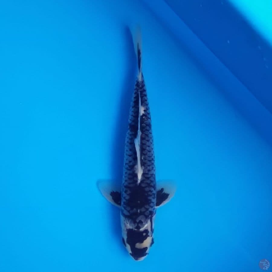 kawarimono 32cm