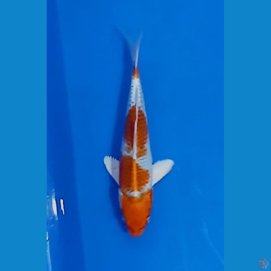 kujaku 18 cm