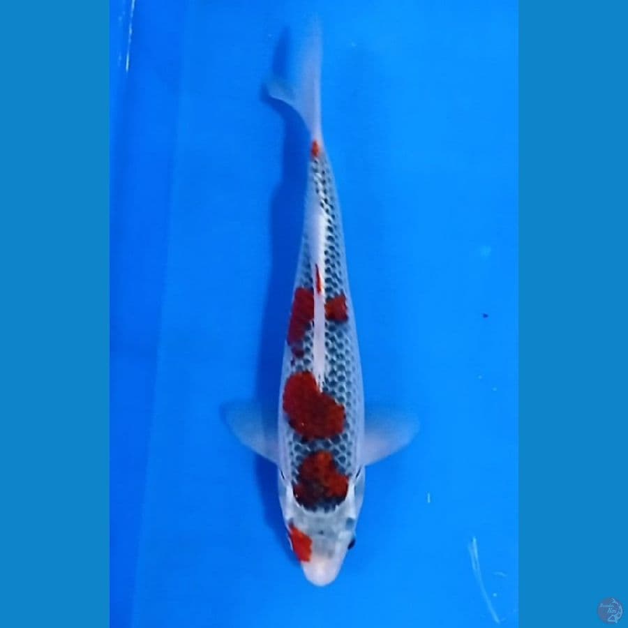 gosiki 27 cm
