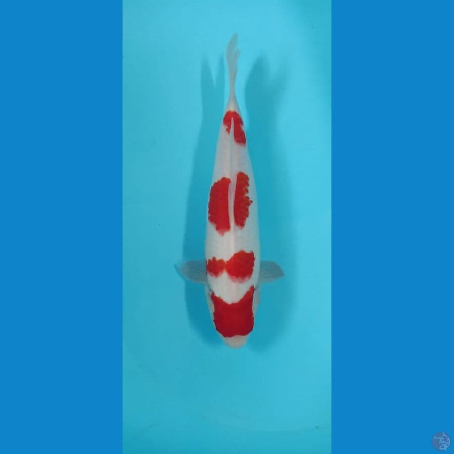 yondan kohaku