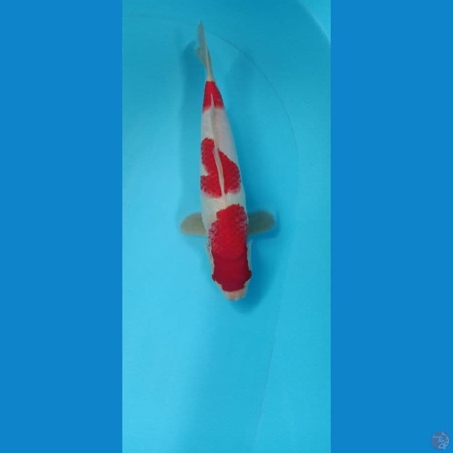 kohaku