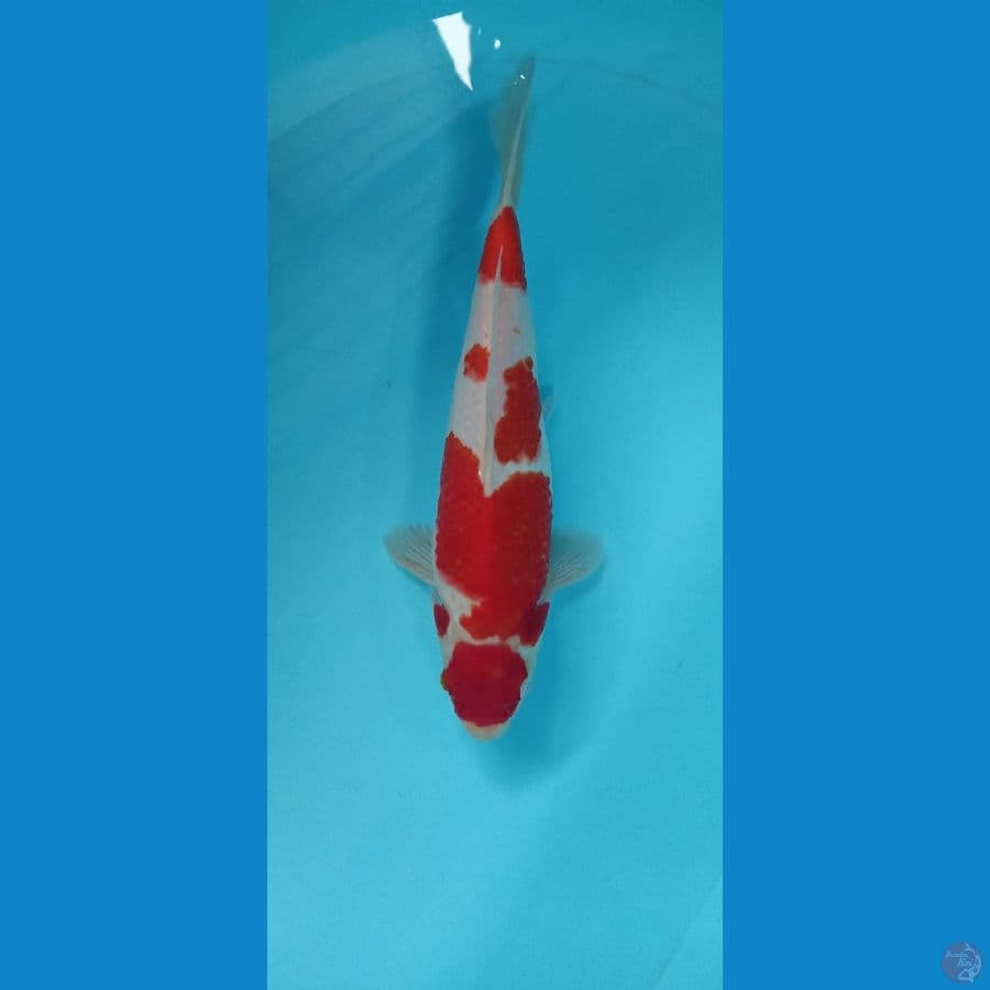 kohaku