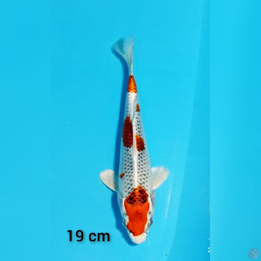 kujaku 19 cm
