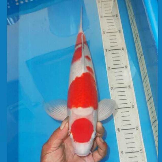 F1 KOHAKU