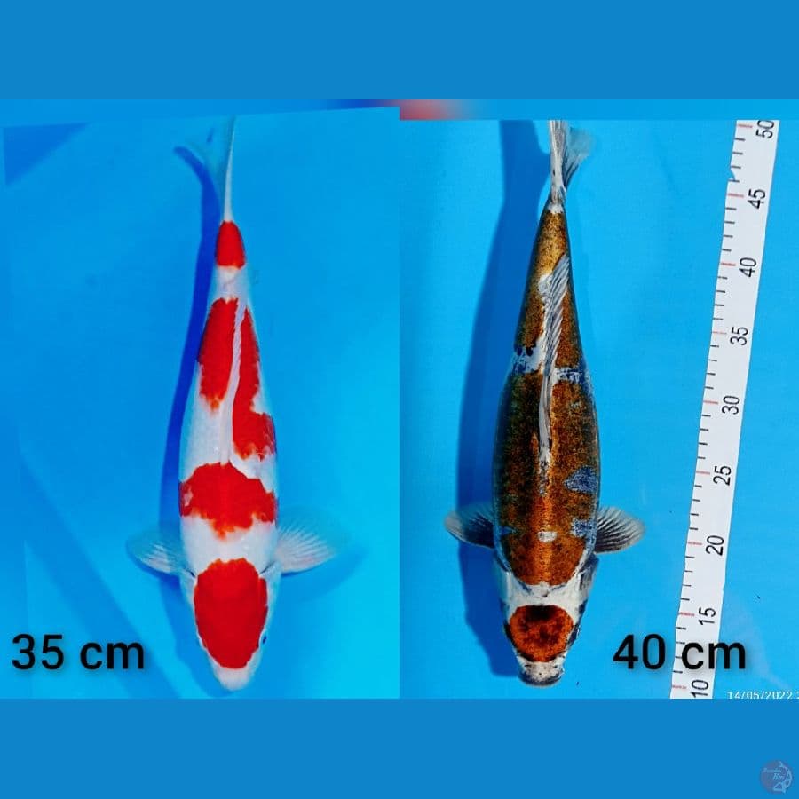 kohaku maruten kiko 35-40 bu
