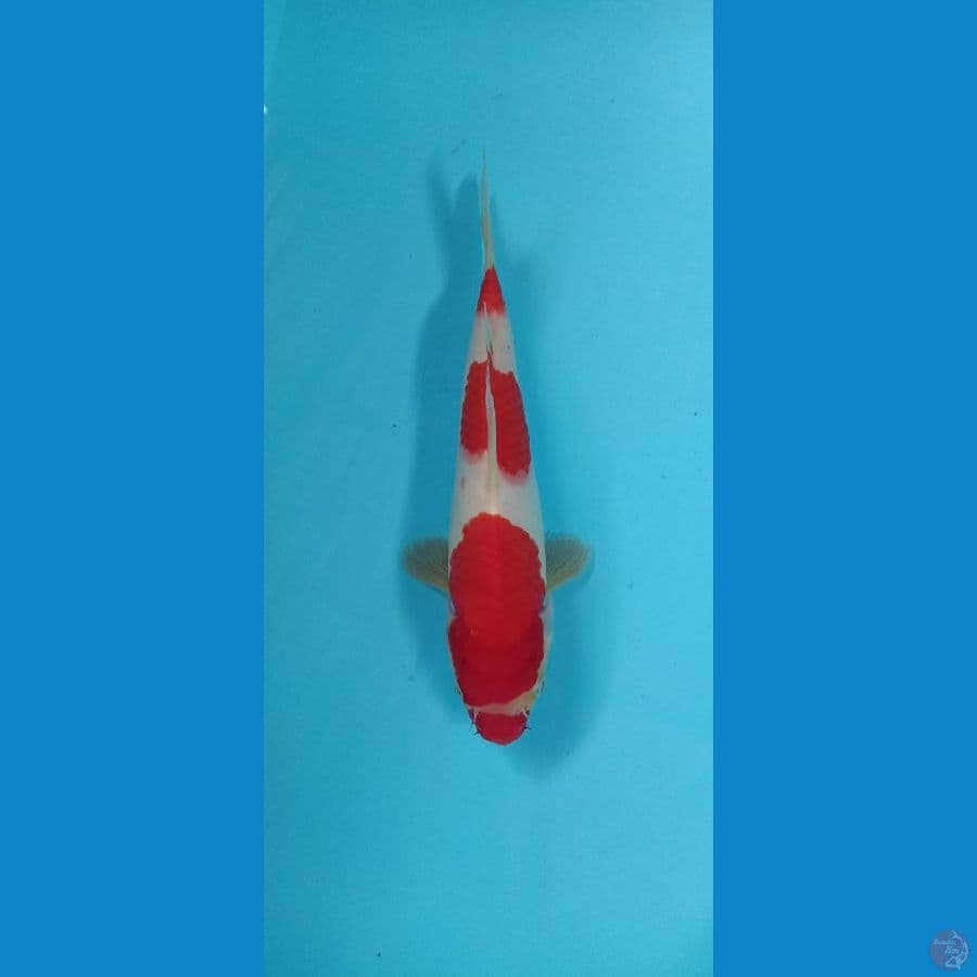 kohaku kucibeni