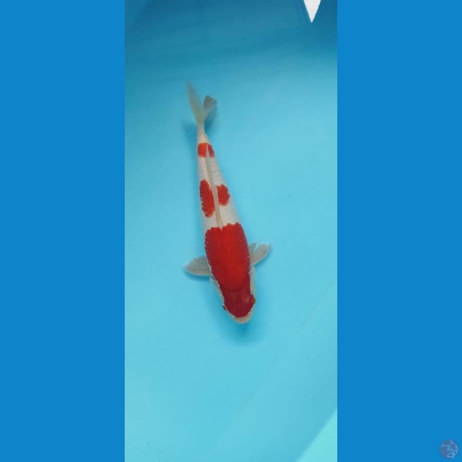 sandan kohaku minus sirip sobek