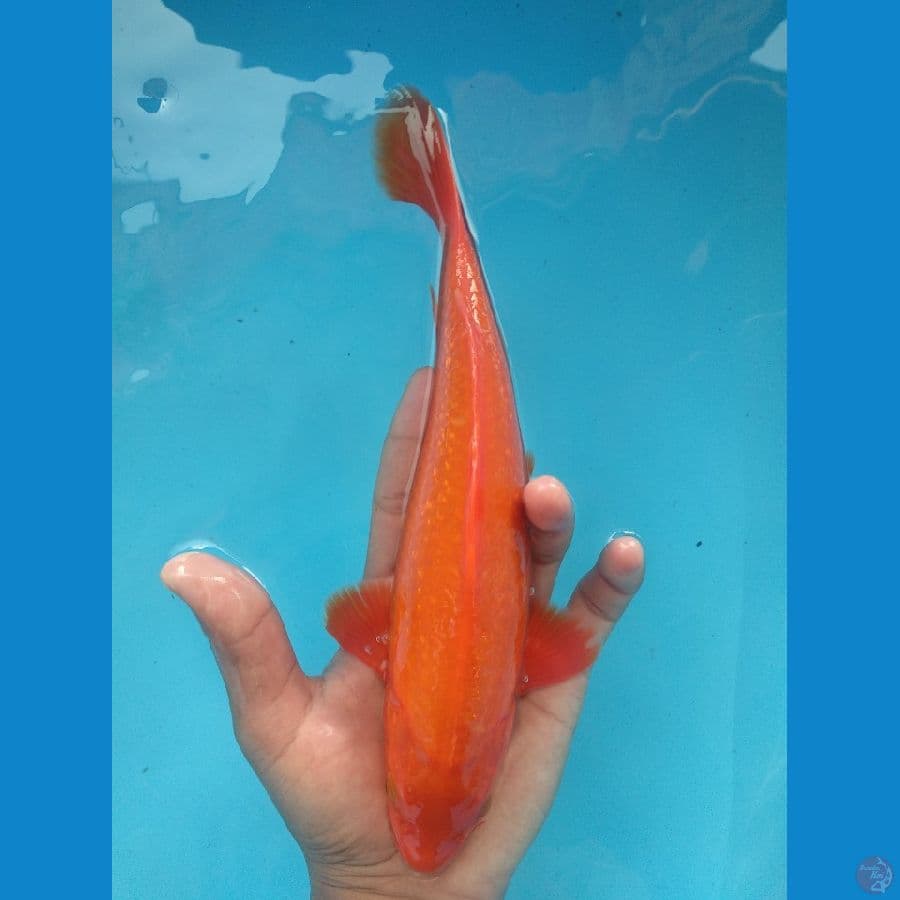 Benigoi 25 F