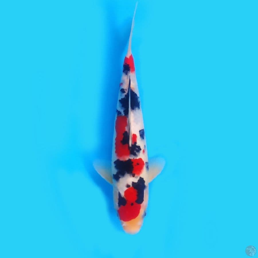 Sanke Tsubosumi 23cm