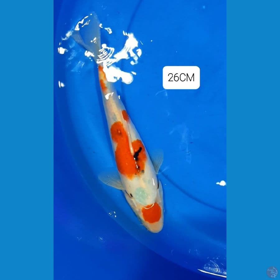 Maruten Sanke 26CM