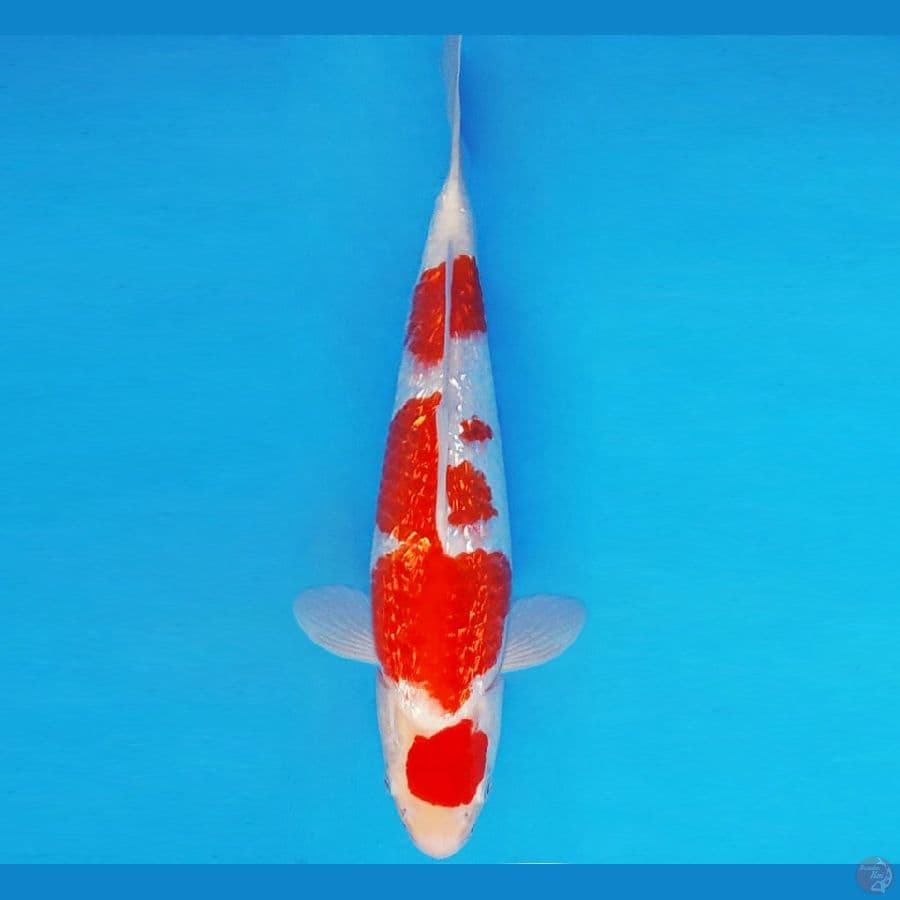 RED BARON 3 ~ KOHAKU GIN RIN 34 cm/male ™