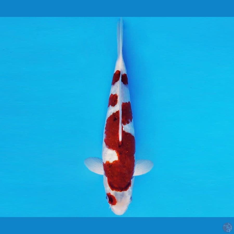 RED BARON 4 ~ GOROMO 31 cm/fm ™