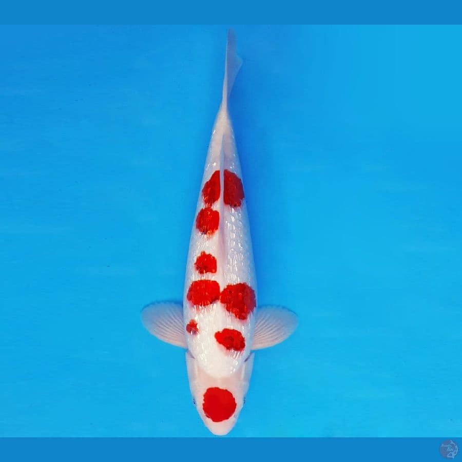 RED BARON 6 ~ MARUTEN AI GOROMO GIN RIN 38 cm/male ™