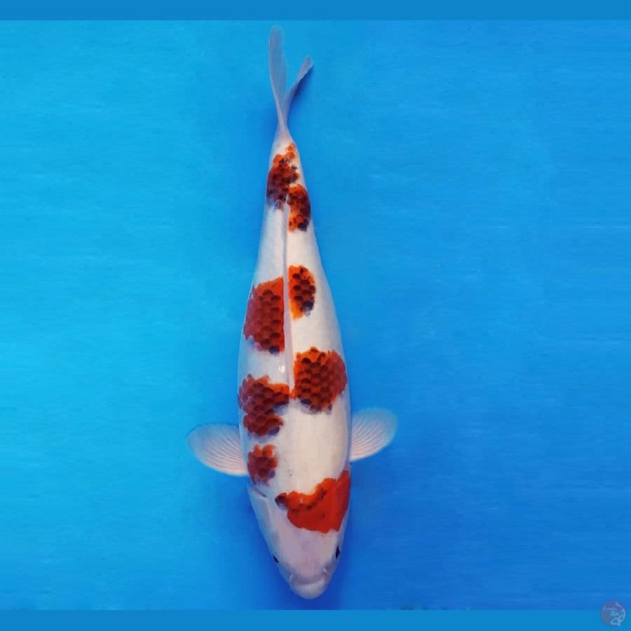 RED BARON 7 ~ GOROMO 41 cm/fm ™