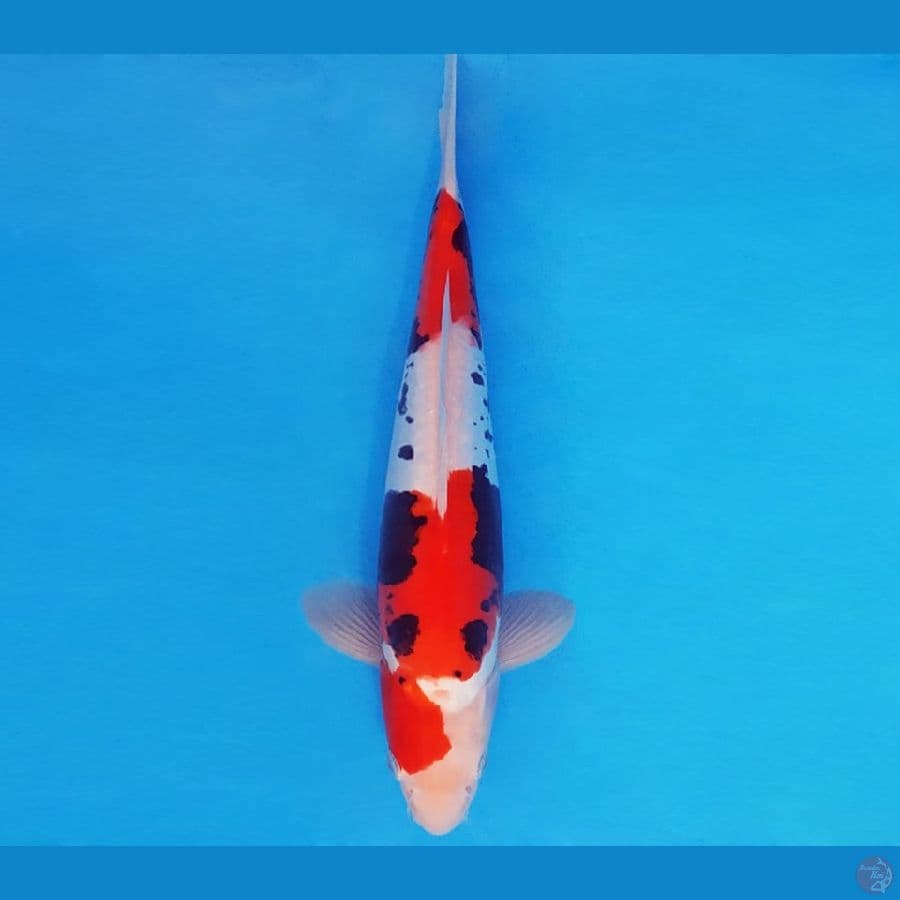 RED BARON 10 ~ BENI KUMONRYU 28 cm/male ™