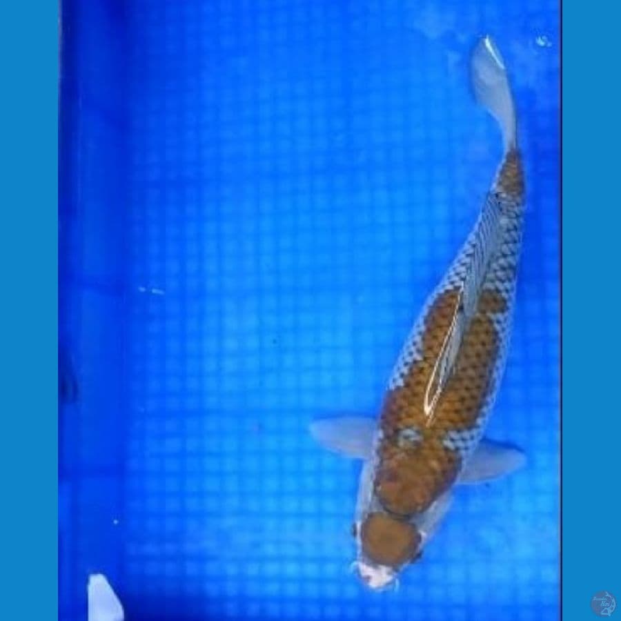 RED BARON 15 ~ MARUTEN OCHIBA 40 cm/fm ™
