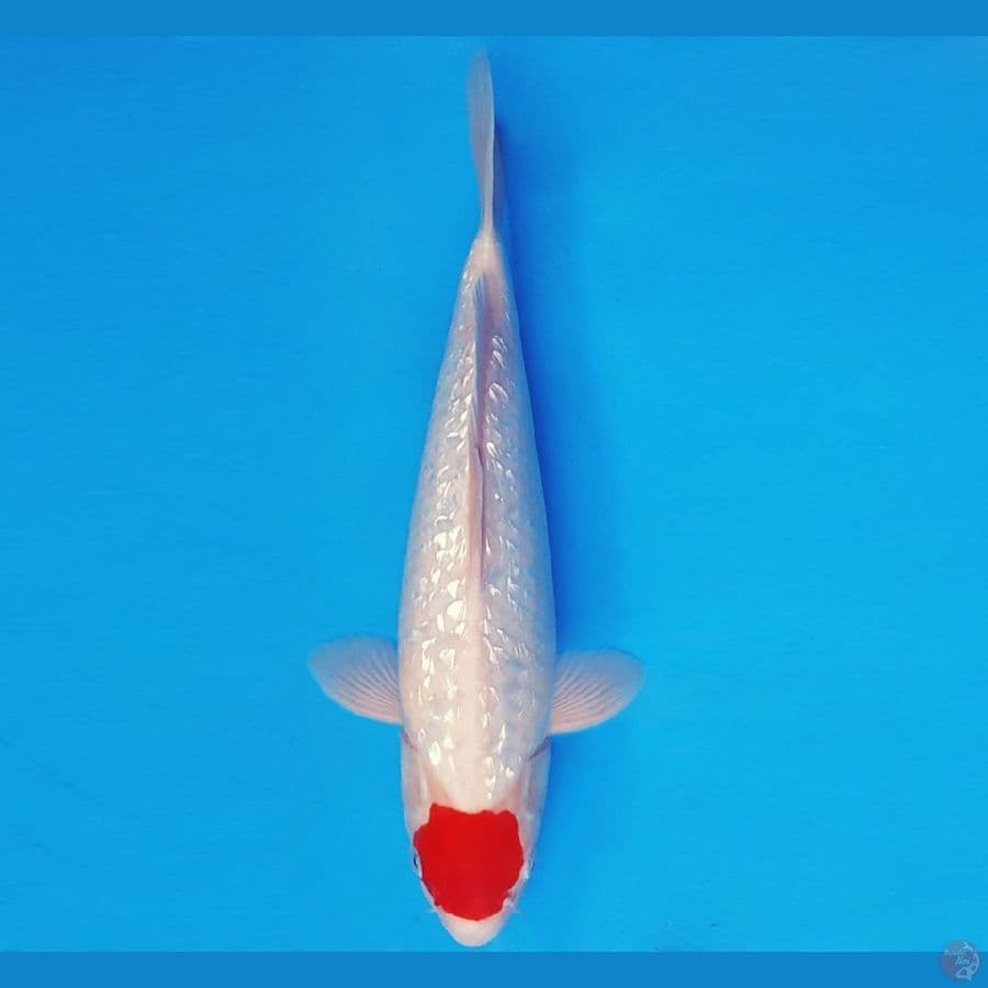 RED BARON 16 ~ ORIGINAL TANCHO GIN RIN 32 cm/male ™