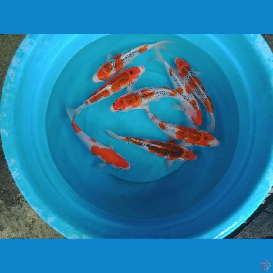 mix ghosiki dan kohaku 8 ekor