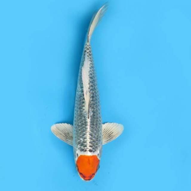 29cm Male - Ori Tancho Kujaku Siap Keeping