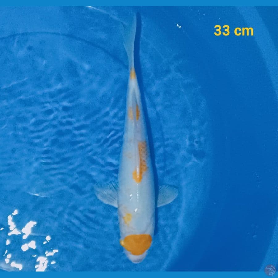 maruten koyo 33 cm