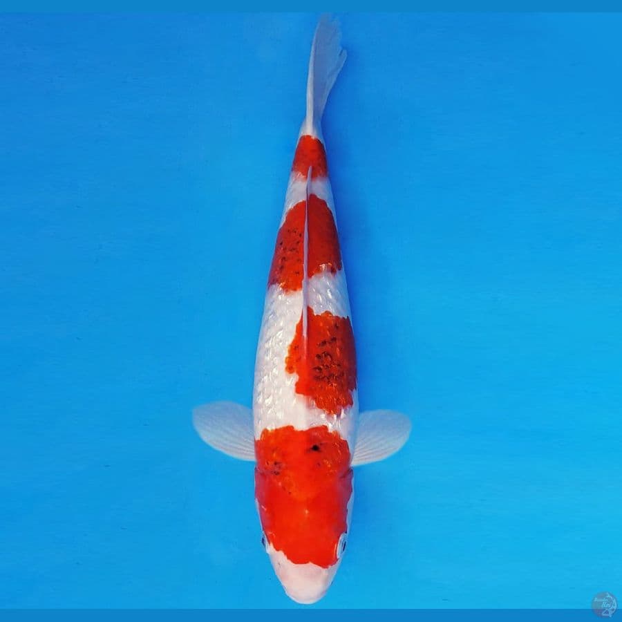 RED BARON 18 ~ AI GOROMO 37 cm/fm ™