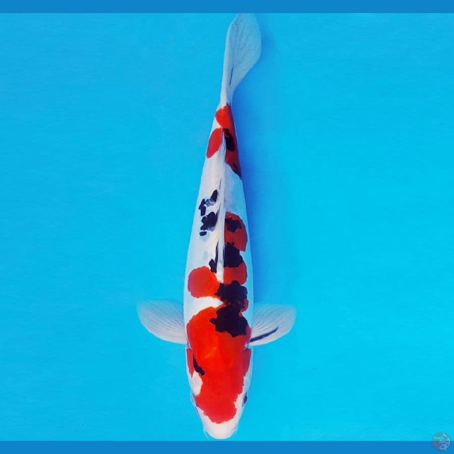 RED BARON 19 ~ SANKE DOITSU 29 cm/fm ™