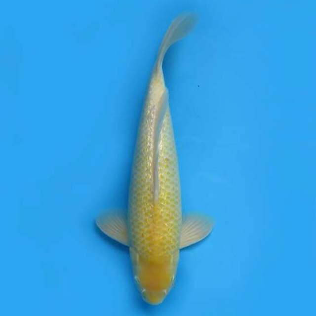 40cm Male Tosai - F1 Karasigoi Bulky Bersih