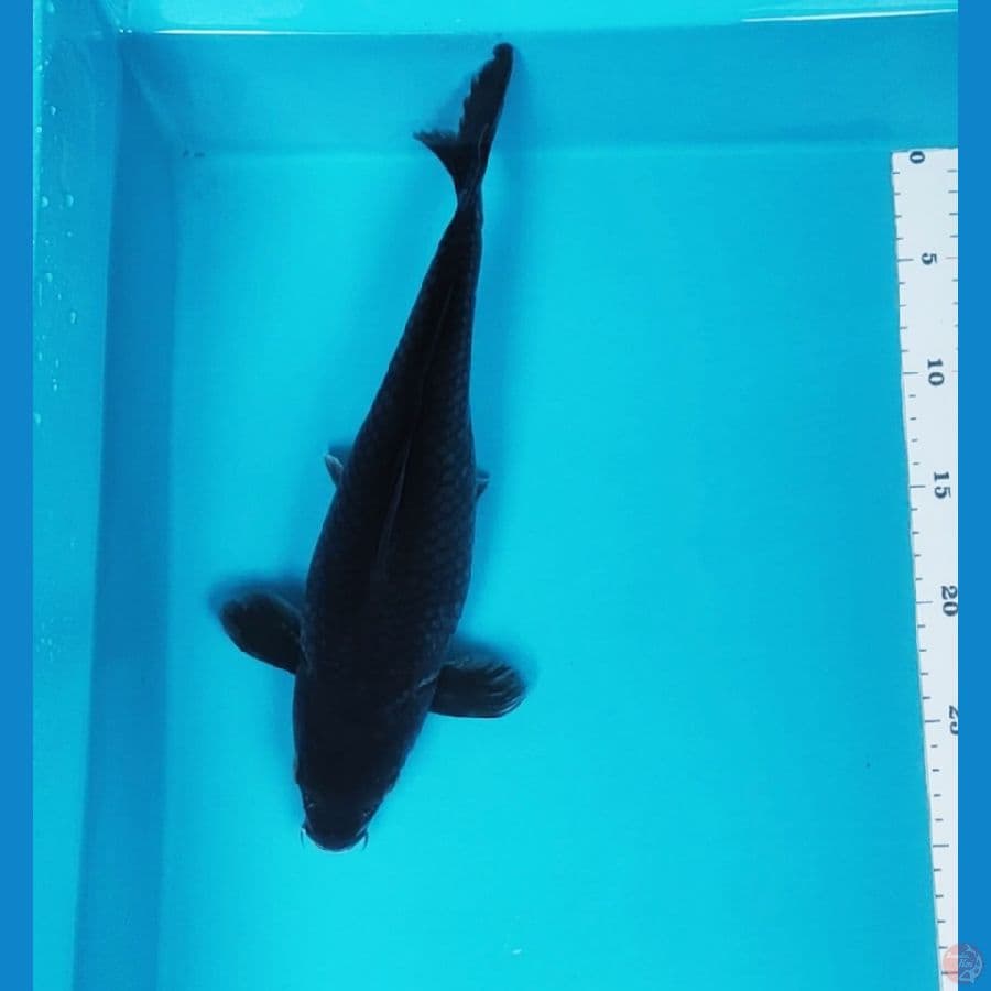 kawarimono 33cm fm