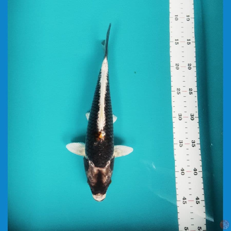 kabuto sisik 30cm