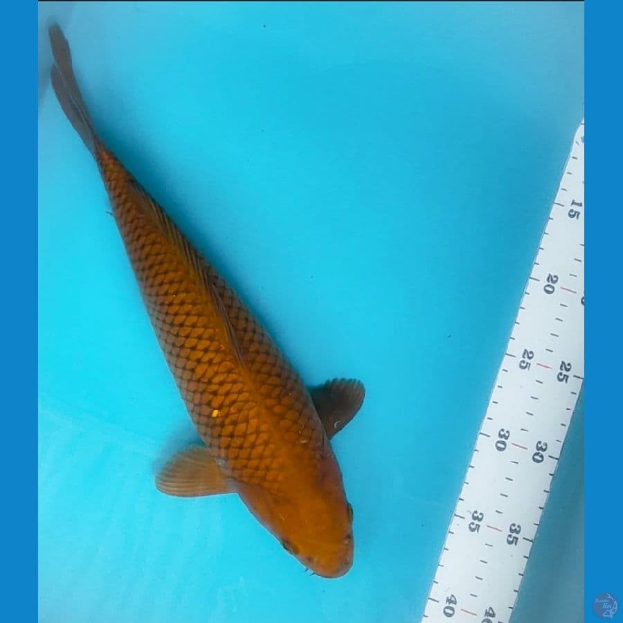 chagoi tembaga 35cm fm