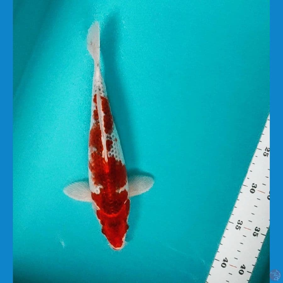 goshiki strong 27cm male