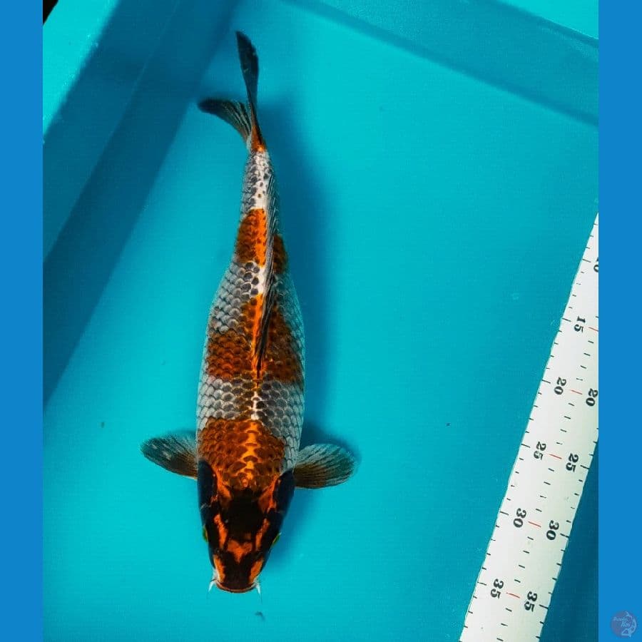 ochiba kogane 38cm fm