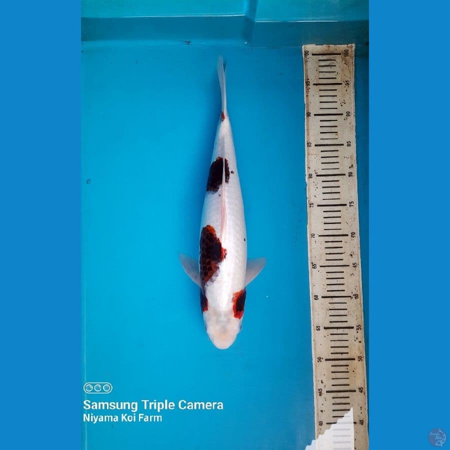 45cm Goromo female