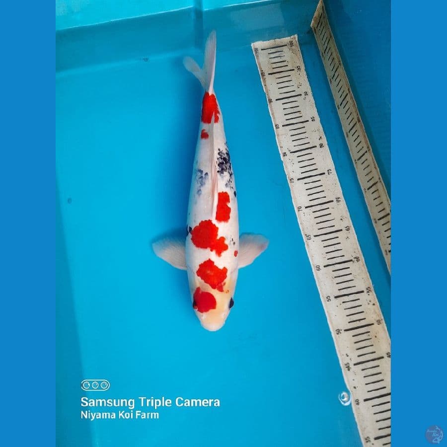 45cm Kindai showa male