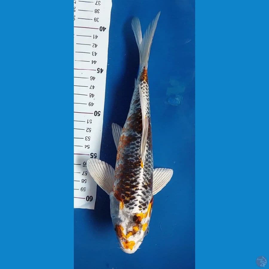 kujaku 26cm