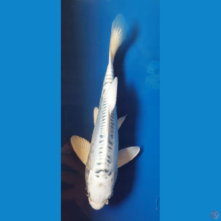 Matsuba doitsu 20cm