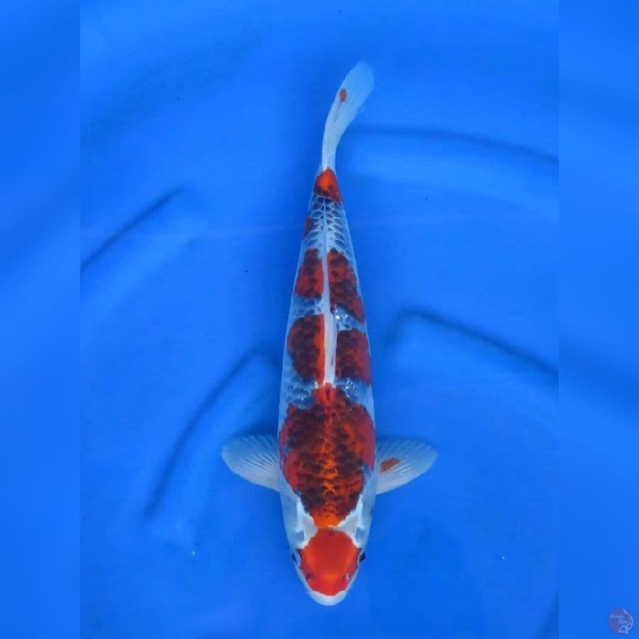 38cm - Ori Goshiki Male
