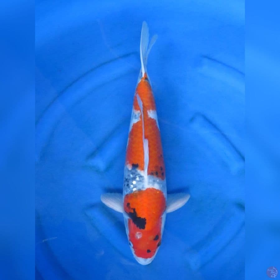 46cm - male Jumbo showa evo