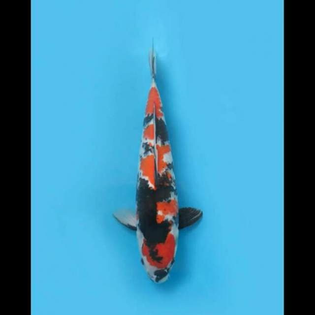 37cm Female Tosai - Showa Sanshoku Good Patern